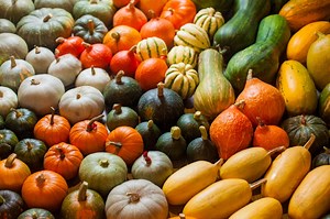 5 Easy Tips How to Growing Squash from Seed - The Gardening Dad