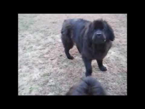 What Devocalized Dogs Sound Like