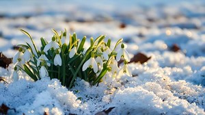 Download A bunch of snowdrops are growing out of the snow for free