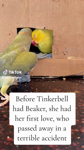 A little bit of a different video today, but I get a lot of questions about whether Tink ever says words like Beaker does. The short answer is, yes, she does, but only one phrase. This video is an explanation of that phrase. Luckily, Tink is now very happy with Beaker, but sometimes she and I share a grief from losing Blue back in 2021. The feeling of loss, especially surrounding a traumatic event is one I don’t wish on anyone, but I know unfortunately a lot of us share. Know that you are not al