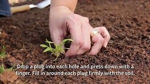2.3K views · 20 reactions | Check out our cool new clip and learn all about planting grass plugs for success! #lifeisagarden #DIY NB: In areas where there are water restrictions, water your new lawn with grey water, or rather wait to plant lawn until there is a period of rain | Life is a Garden | Facebook