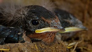 34K views · 1.6K reactions | The barn swallow chicks are getting ready for their first flights襁 They can now stand and their flight feathers have almost grown through - although fluffs of downy feathers still cling to the sides of their heads! These chicks could fledge anytime. Don't miss their first flights! Watch the live cam https://www.robertefuller.com/pages/live-from-fotherdale | Robert E Fuller | Facebook
