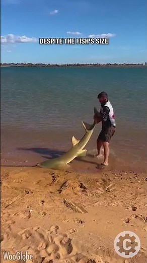 Fearless Fisherman Saves Massive Sawfish in Rare Release 😮