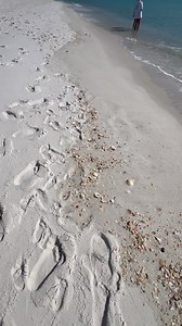 15K views · 333 reactions | #Thankful for shells scattered on the beach and in the water. Navarre Beach 37A | Shelling with Janie | Facebook