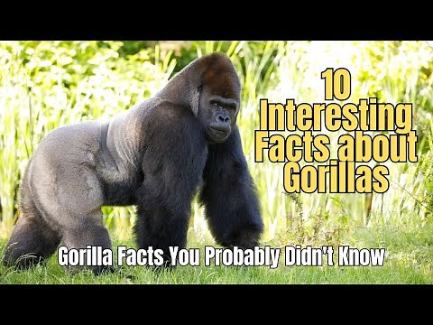 🌈 10 Amazing Facts about Gorillas 🦍 Truth about Gorillas ⛰️ Interesting Facts about Gorillas