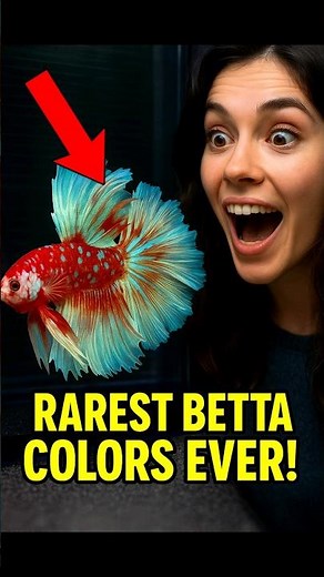 Top 5 Rarest Betta Fish Colors 😱 You Won’t Believe #3!