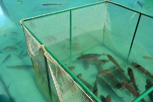 Types Of Aquaculture Systems: Which System Is Best For Fish Farming