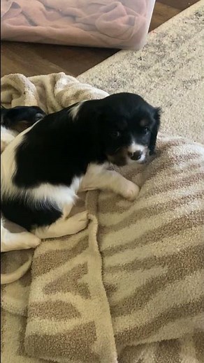 Cavalier King Charles Spaniel Puppies for Sale