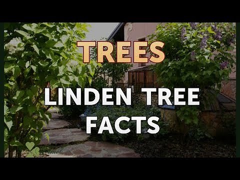 Linden Tree Facts