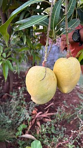 6M views · 44K reactions | # First year of harvesting mango, only organic farming, results surprisng, every mango weighing 500 to 700 gms # THERA AGRO RESORT. | theraresort_ | Facebook