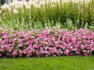 How to Grow & Care for Petunias | Planting & Care Tips - Garden Design
