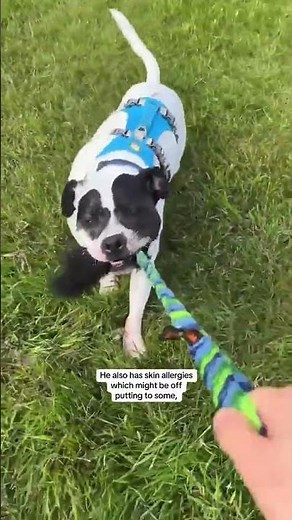 Help Rocky Find His New Home! | Dogs Trust