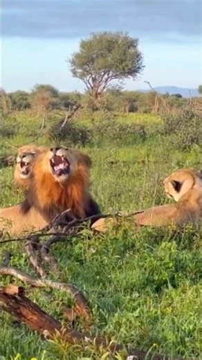 Two male lions attracted to a female lioness | Kruger national park | Travins World