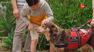 Is it safe to let your dog lick your face? Watch the video to know #dog #doglicking #harmful #digitalvideos | Zee News English