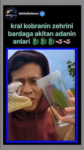 Cobra Snake Venom Extraction | Dangerous & Educational Process 🧪
