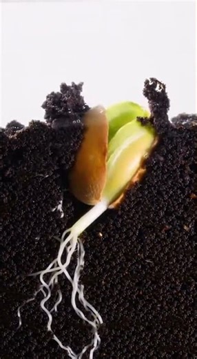 Bean Seed Germination Time-Lapse 🌱 | 17 Days of Plant Growth in 10 Seconds (4K Macro)