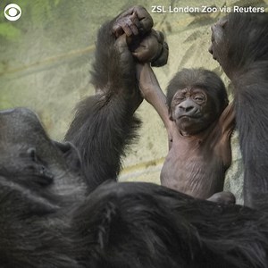 65K views · 4.7K reactions | BABY BONDING: A newborn western lowland gorilla was seen cuddling and bonding with its mom at the London Zoo. The zoo announced that mom Mjukuu gave birth early Wednesday (1/17) after a 17-minute labor. The zoo also said that the number of western lowland gorillas has declined by 60% in the last 25 years. | CBS Newspath | Facebook