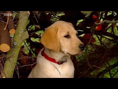 Big Barn Farm Episode 20 | Who's Afraid of the Windy Wolf?