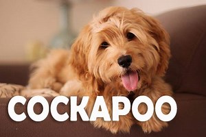 17K views · 109 reactions | Cockapoo is a hybrid between cocker...
