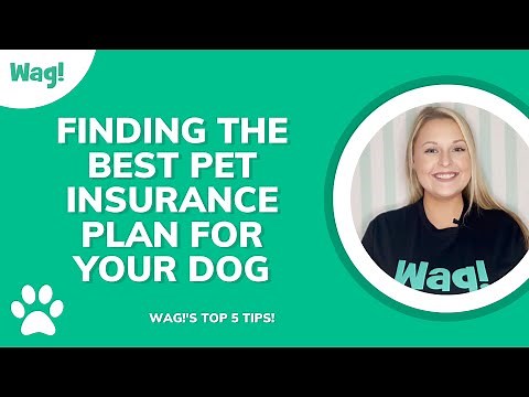 Tips for Finding the Best Pet Insurance for Your Dog | Wag!