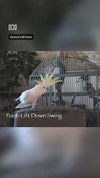 Cockatoos perform 30 distinct dance moves, study shows | ABC NEWS