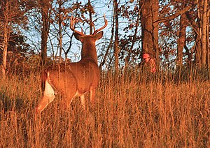 How To Succesfully Hunt Midday Bucks During The Rut - North American Whitetail