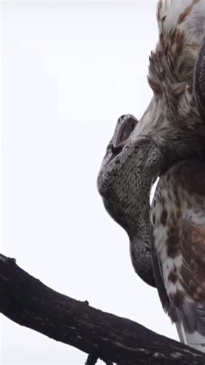 It’s rude to spit out your food! 🐍🦅 📸: @grant_rat A python briefly releases the head of a buzzard so that they could better reposition themselves to swallow their meal. It was fascinating to see this natural behaviour be displayed by a wild snake. BECAUSE I often watch the lengthy process that is my ball pythons trying to figure out the best way to swallow their rats, and they typically reposition themselves several times throughout in a manner that is very reminiscent to what the python in t