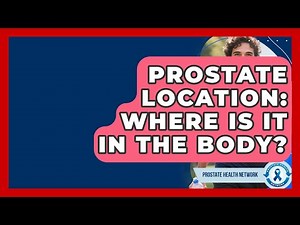 Prostate Location: Where Is It In The Body? - Prostate Health Network