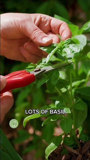 Exactly Where to Prune Basil for Bigger Harvests