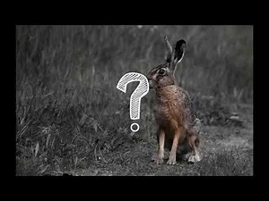 Interpreting Distance Time Graphs | Teaching Resources