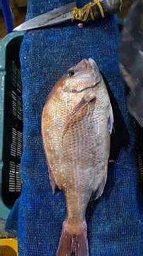 FRESH FISH CUTTING #seafood #fishcutting