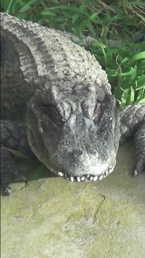 Chinese Alligators: One Minute Animal Facts