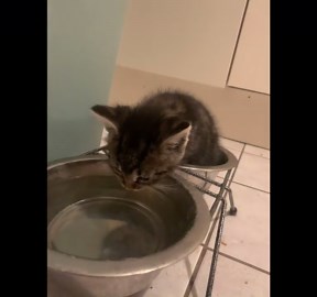 Kitten Sits In Food Bowl To Drink Water