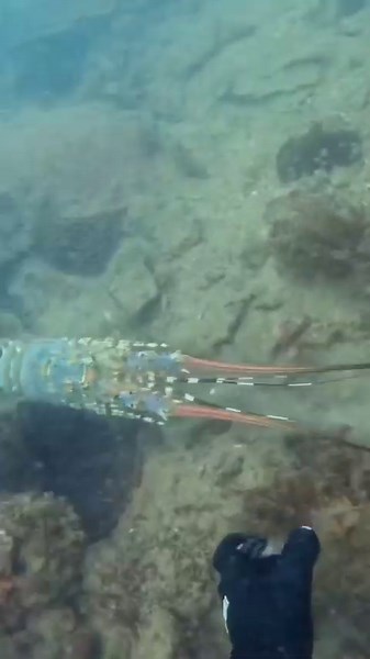 BIG miss!🙃#spearfishing #freediving #crayfish