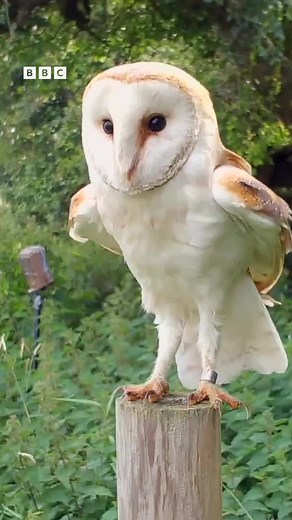 The fabulous barn owl 🦉 Seeing a barn owl is always a treat! Famous for their distinctive heart-shaped face, bright white feathers, and incredible hunting skills there really is something so mesmerising about watching them as they hunt across open fields! Such incredible birds! 📸 Full Moon Images on Flickr . . . . #wildlife #wildlife_perfection #wildlifephotography #wildlifeonearth #birds #birdsofinstagram #birdlovers #birdphotography #birdwatching #birdwatcher #nature #naturephotography #natu