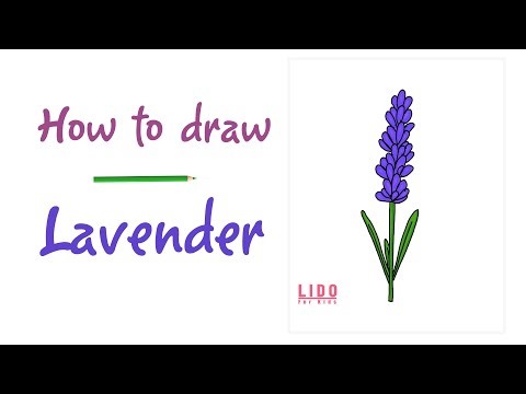 How to Draw Lavender Step by Step Easy Drawing for Kids and beginners #lidoartworks