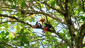 Scarlet macaw (Ara macao) | BIRDS & Nature
