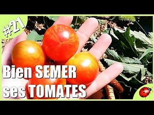 LE semis de TOMATES !