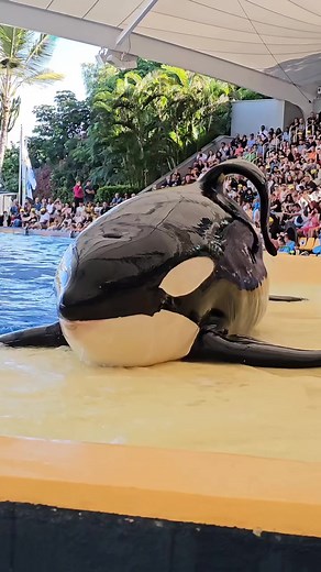 Dolphin Moments: A Glimpse into Their World