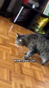 350K views · 5.1K reactions | 5 Types Of Cat Puke And What They Mean! 冷濫 | Lady Cuddles Meow | Facebook