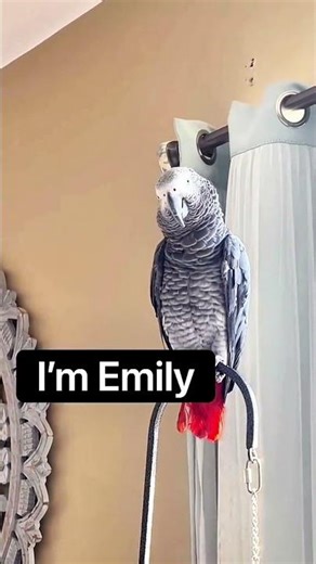 I love how Gizmo genuinely listens and wants to learn! ❤️🥰 #funnyparrot #talkingparrot