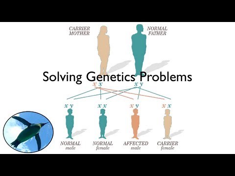 Solving Genetics Problems | Bio Basics 🐧