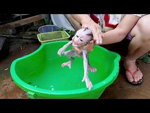 Monkey baby | Molly Monkey Screaming In Bath