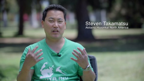 All about Japanese Akita Inu