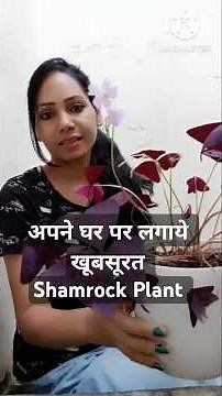 How To Grow Shamrock Plant and Care, Shamrock Outdoor Plant, Oxalis Plant