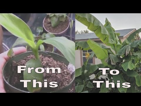 Musa Basjoo Hardy Banana Plant From 5 Inches to 10 Feet in 6 Months.