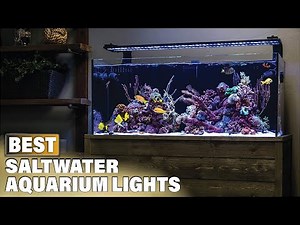 Top 10 Best Saltwater Aquarium Light (2025)