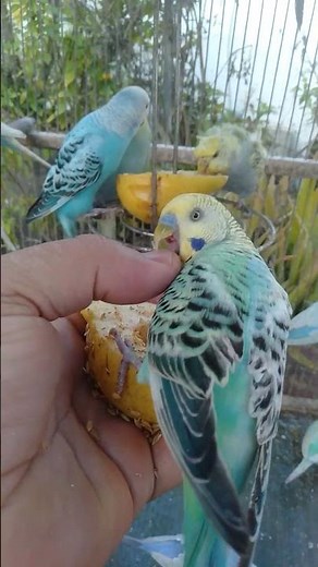 This Parrot Moment Will Make You Smile 😊🦜