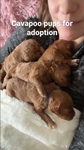 Cavapoo puppies for adoption