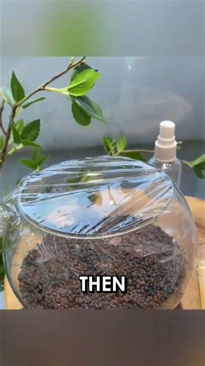 Transform Your Aquarium with These Easy Planting Tips! #Shorts